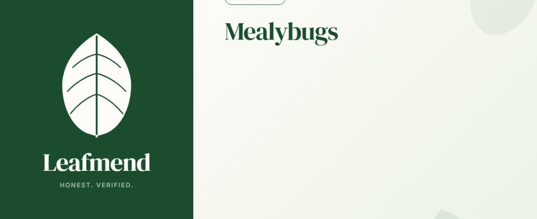 Mealybugs on Houseplants: Identify, Isolate, Manage