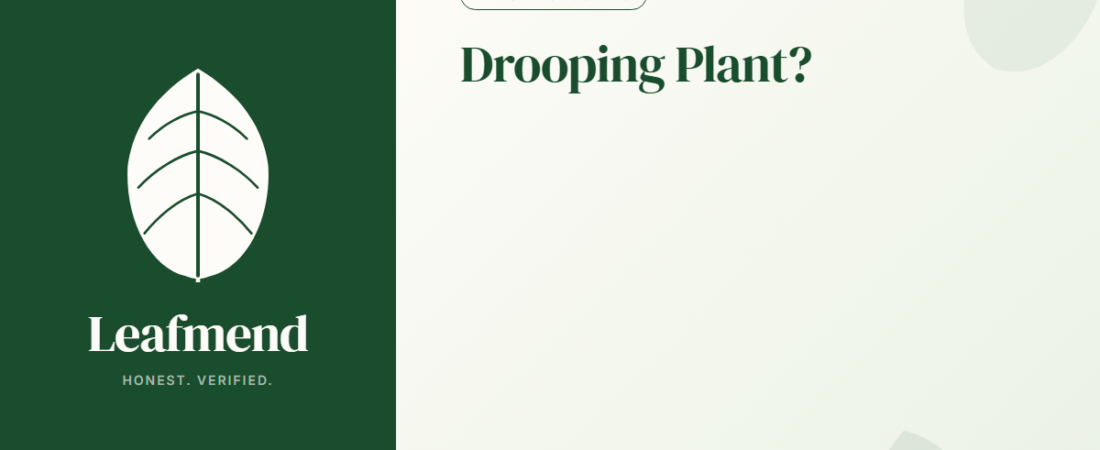 Why Is My Houseplant Drooping? (Thirsty or Drowning?)