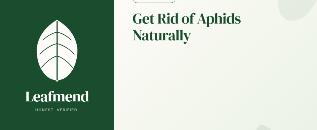 How to Get Rid of Aphids on Houseplants (Organic-First)