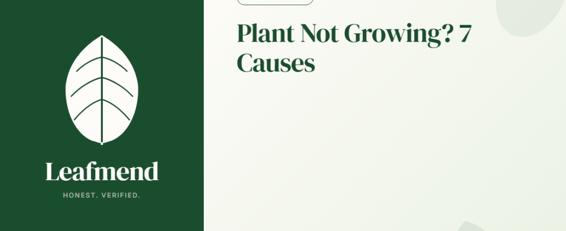 Why Is My Houseplant Not Growing? (7 Causes Checked in Order)