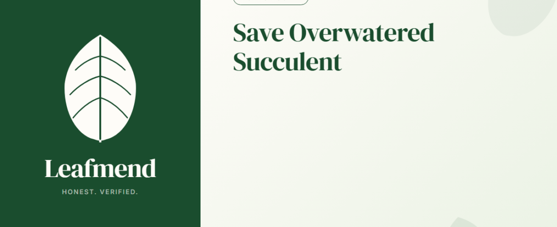 How to Save an Overwatered Succulent (Step-by-Step Rescue)