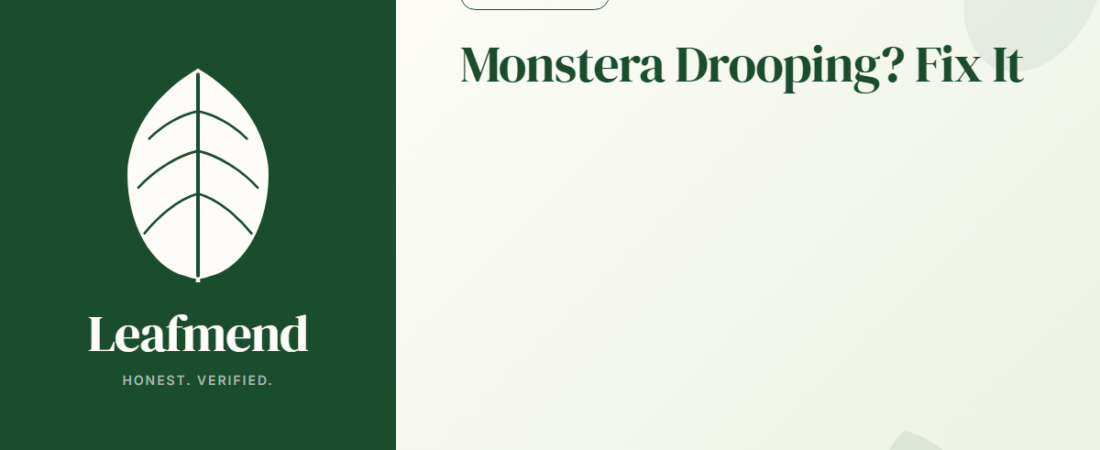 Why Is My Monstera Drooping? (5 Causes Checked in Order)