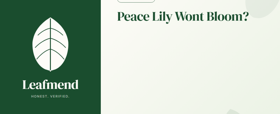 Why Is My Peace Lily Not Blooming? (How to Trigger Flowers)