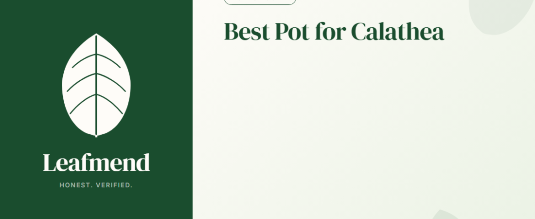 Best Pot for Calathea (Honest Buyer Guide + What to Skip)