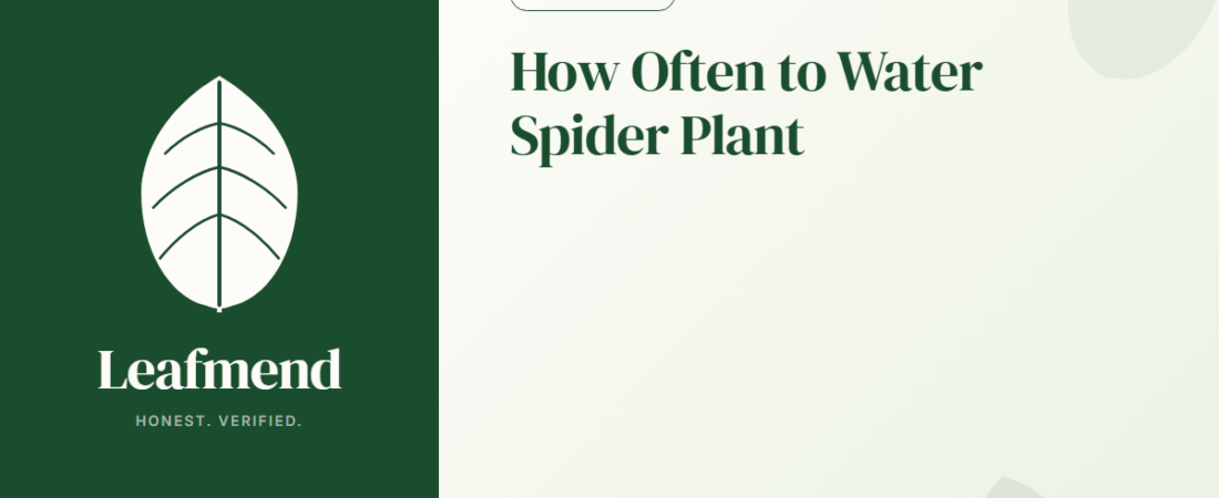 How Often to Water Spider Plant (The Honest Guide)