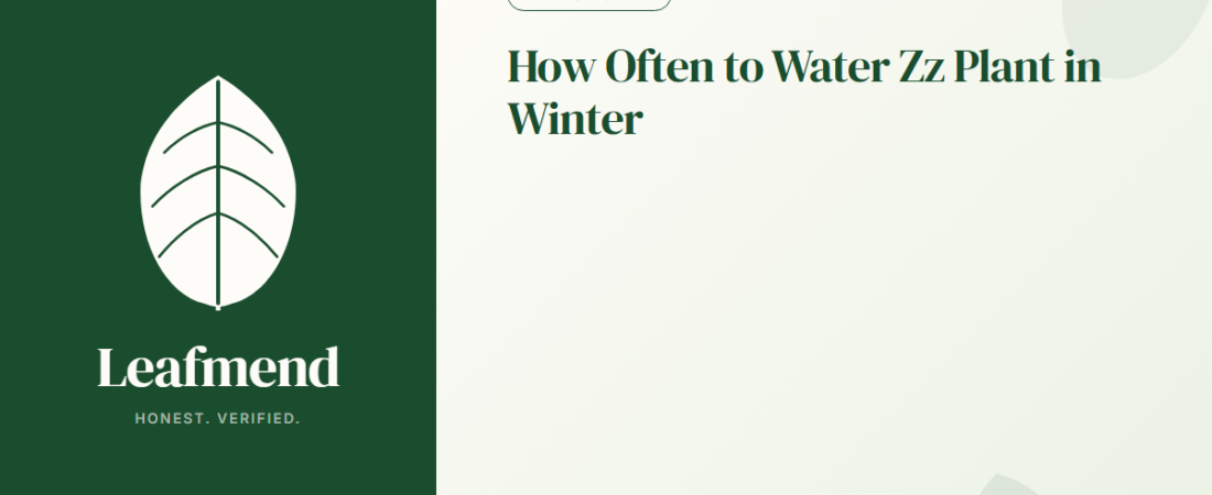 How Often to Water Zz Plant in Winter (The Honest Guide)