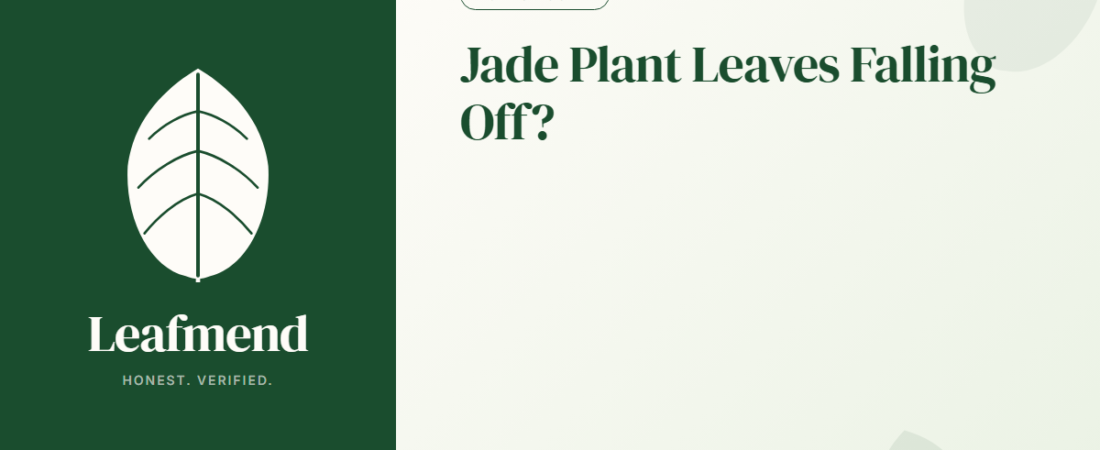 Jade Plant Leaves Falling Off? (Diagnosis + Fix)