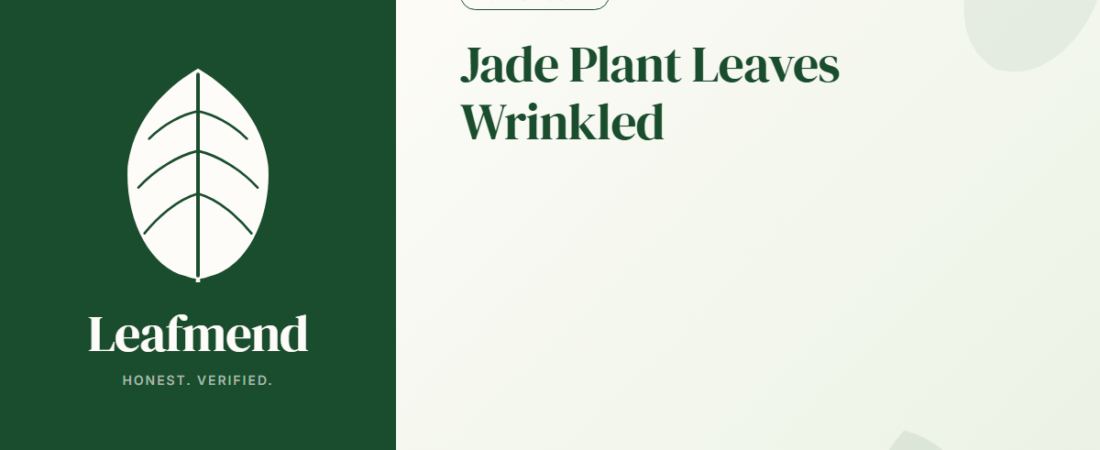 Jade Plant Leaves Wrinkled (The Honest Guide)