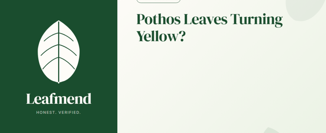 Pothos Leaves Turning Yellow? (Diagnosis + Fix)