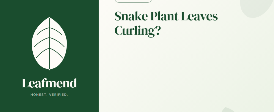Snake Plant Leaves Curling? (Diagnosis + Fix)