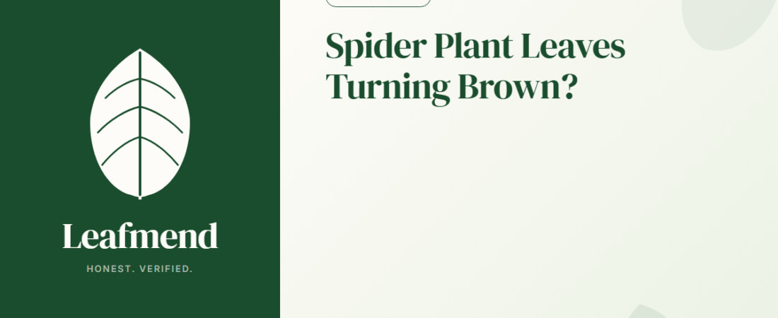 Spider Plant Leaves Turning Brown? (Diagnosis + Fix)