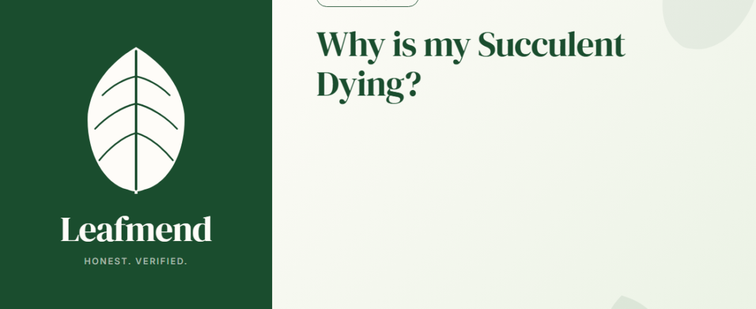 Why is my Succulent Dying? (Diagnosis + Fix)