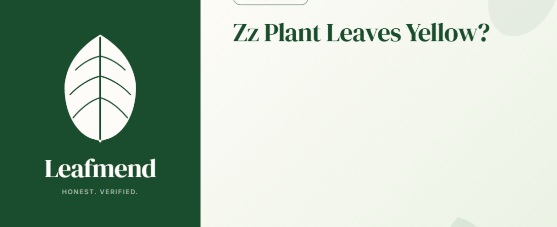 Zz Plant Leaves Yellow? (Diagnosis + Fix)