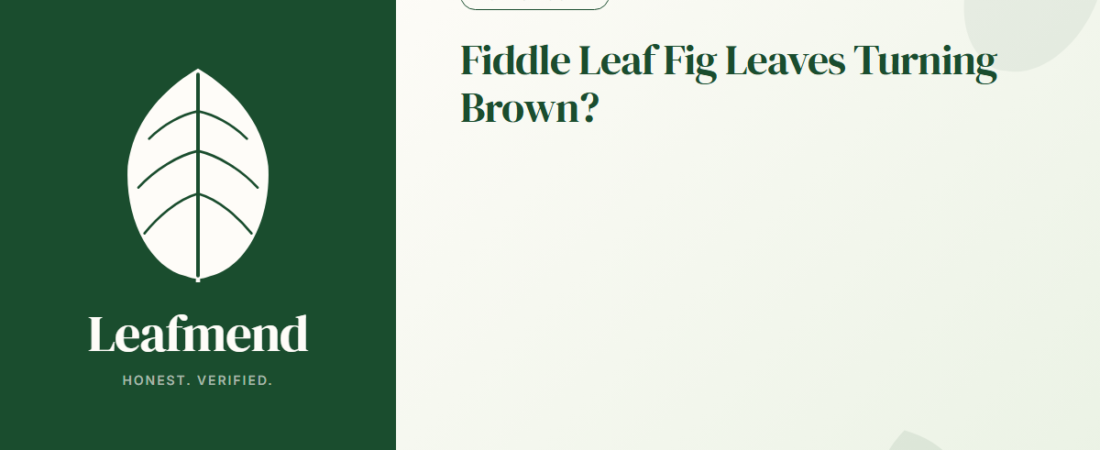 Fiddle Leaf Fig Leaves Turning Brown? (Diagnosis + Fix)
