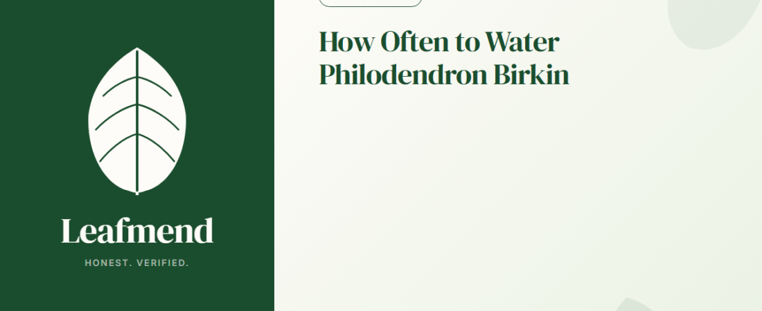 How Often to Water Philodendron Birkin (The Honest Guide)