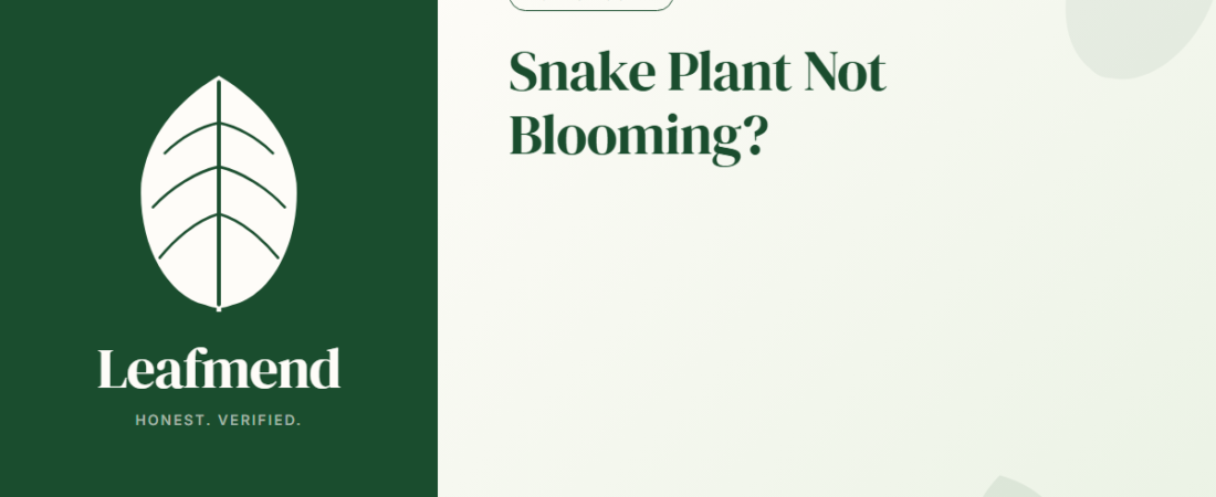 Snake Plant Not Blooming? (Diagnosis + Fix)