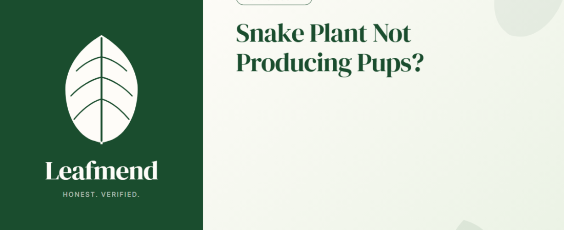 Snake Plant Not Producing Pups? (Diagnosis + Fix)