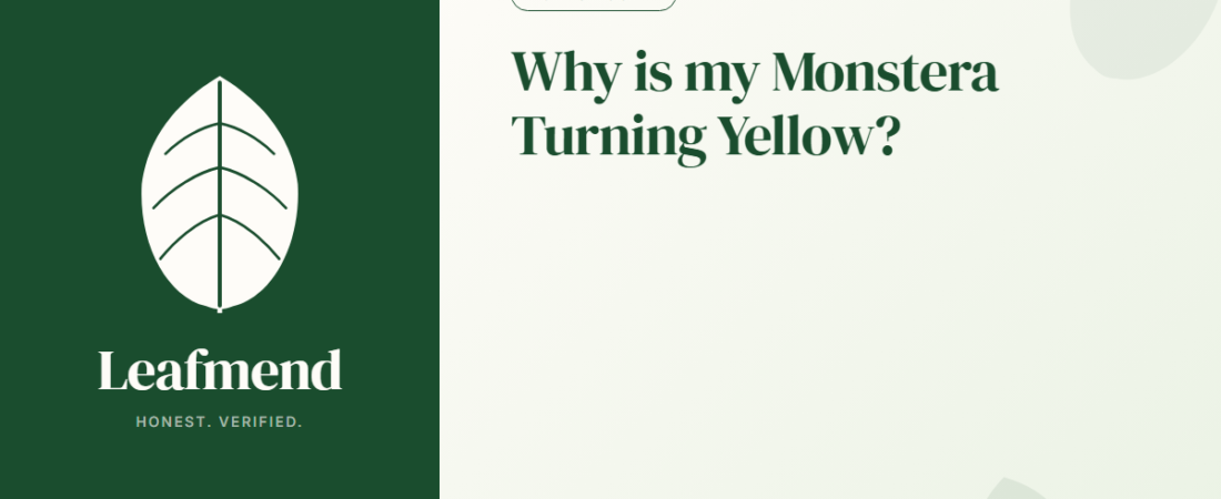 Why is my Monstera Turning Yellow? (Diagnosis + Fix)