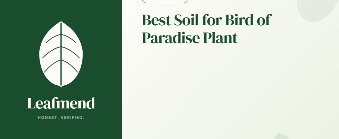 Best Soil for Bird of Paradise Plant (Honest Buyer Guide + What to Skip)