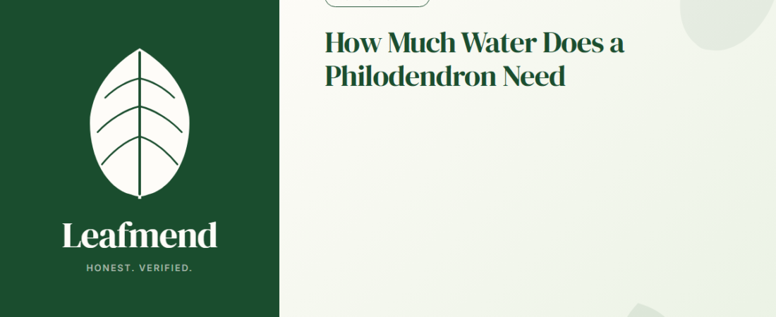 How Much Water Does a Philodendron Need (The Honest Guide)