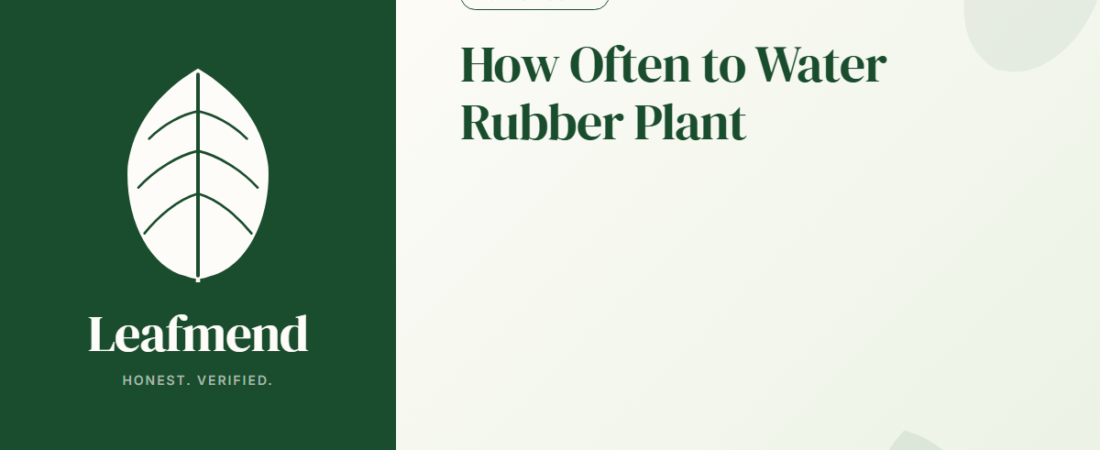 How Often to Water Rubber Plant (The Honest Guide)