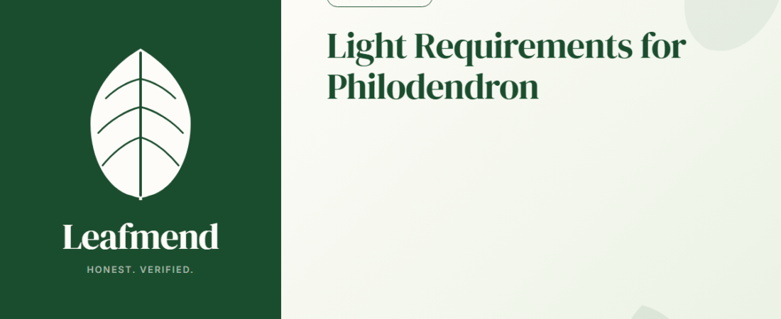 Light Requirements for Philodendron (The Honest Guide)